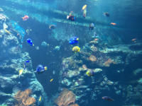 Aquarium Klimahaus